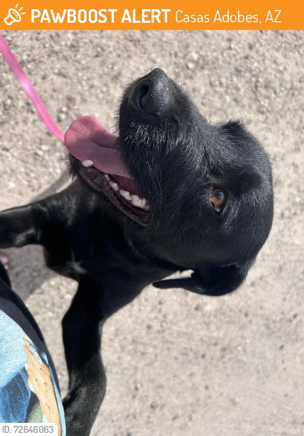 Found/Stray Male Dog last seen north massingale vally rd & massingale rd, Casas Adobes, AZ 85741