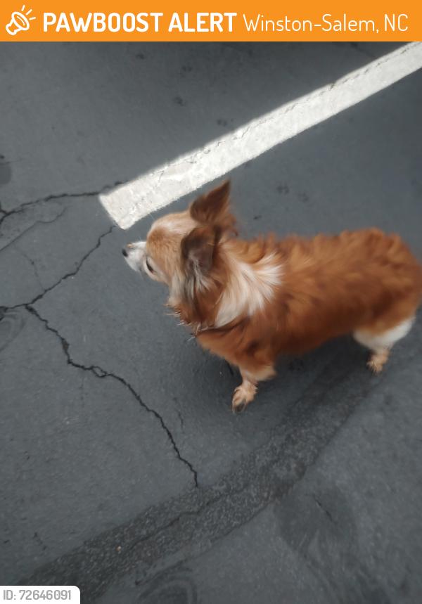 Found/Stray Female Dog last seen Sheetz Beauchamp Lane, Winston-Salem, NC 27108