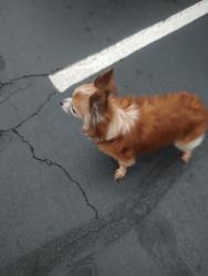 Found/Stray Female Dog last seen Sheetz Beauchamp Lane, Winston-Salem, NC 27108