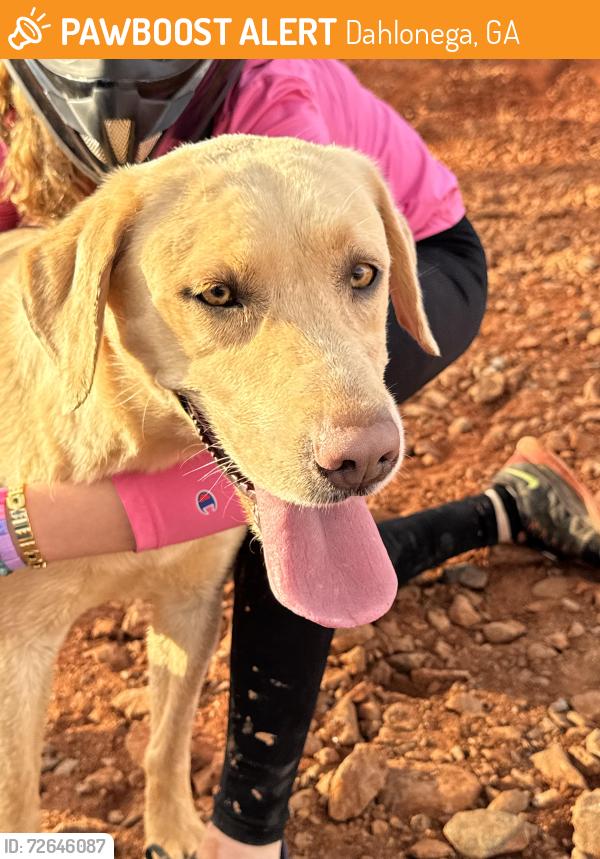 Found/Stray Female Dog last seen Highway 52, Dahlonega, GA 30533