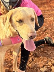 Found/Stray Female Dog last seen Highway 52, Dahlonega, GA 30533