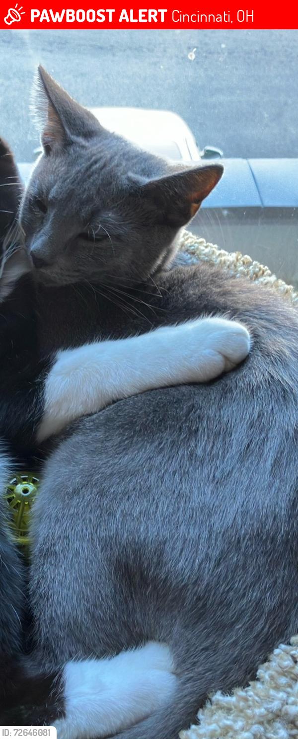 Lost Male Cat last seen Madeira Middle School, Cincinnati, OH 45243