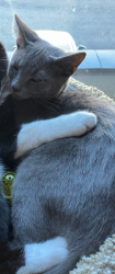 Lost Male Cat last seen Madeira Middle School, Cincinnati, OH 45243