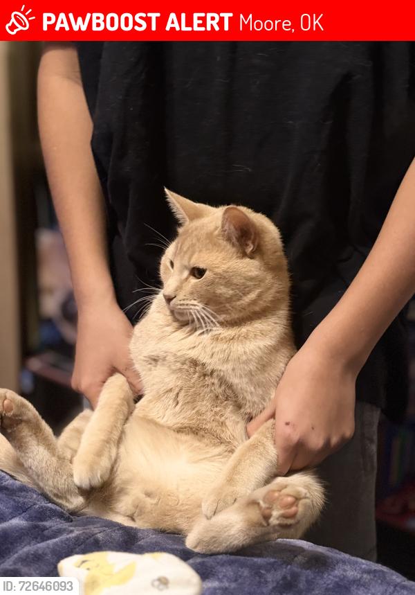 Lost Male Cat last seen SE 5th Street Rock Creek Moore, OK, Moore, OK 73160
