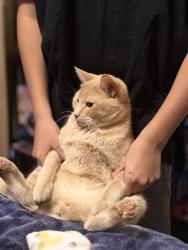 Lost Male Cat last seen SE 5th Street Rock Creek Moore, OK, Moore, OK 73160