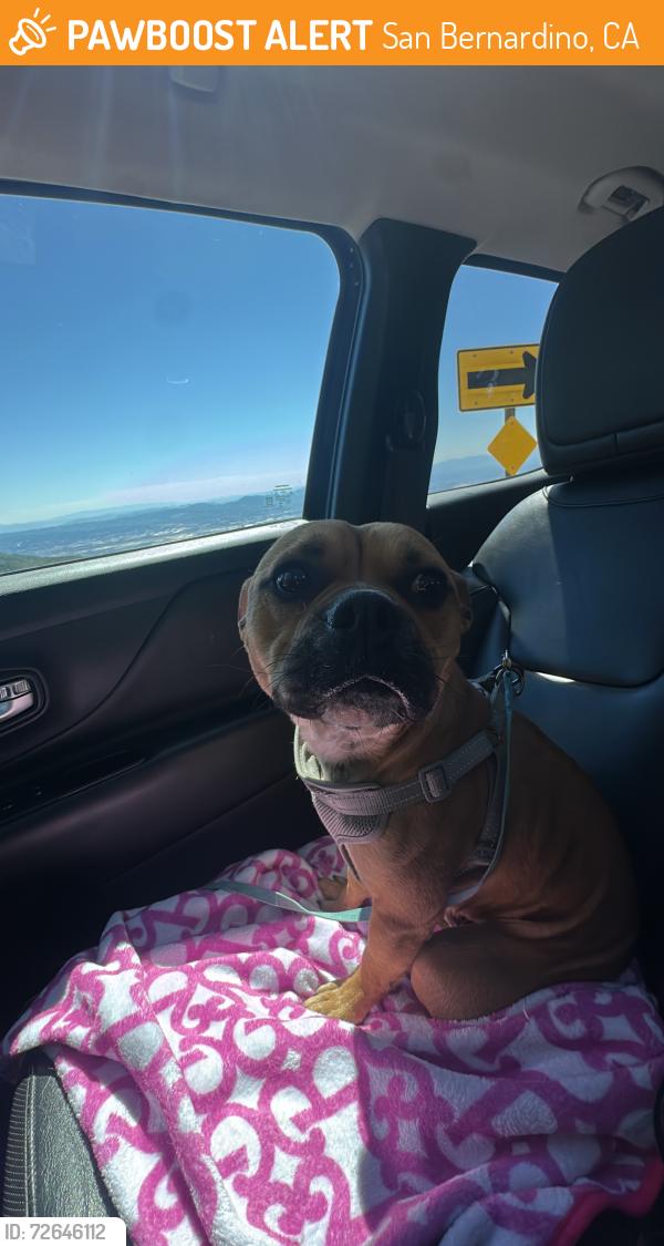 Found/Stray Male Dog last seen Off the highway at a look out point, San Bernardino, CA 92404