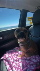 Found/Stray Male Dog last seen Off the highway at a look out point, San Bernardino, CA 92404