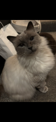 Lost Male Cat last seen Pontypridd , Maesycoed, Wales CF37