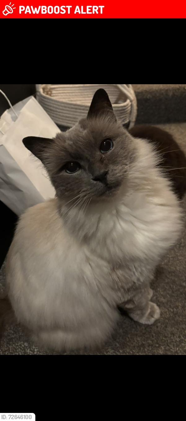 Lost Male Cat last seen Pontypridd , Maesycoed, Wales CF37