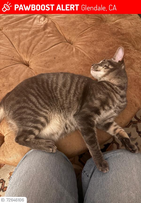 Lost Male Cat last seen Boston & El Lado, Glendale, CA 91214