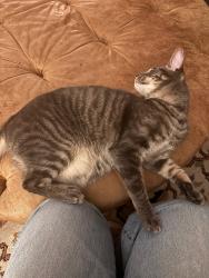 Lost Male Cat last seen Boston & El Lado, Glendale, CA 91214