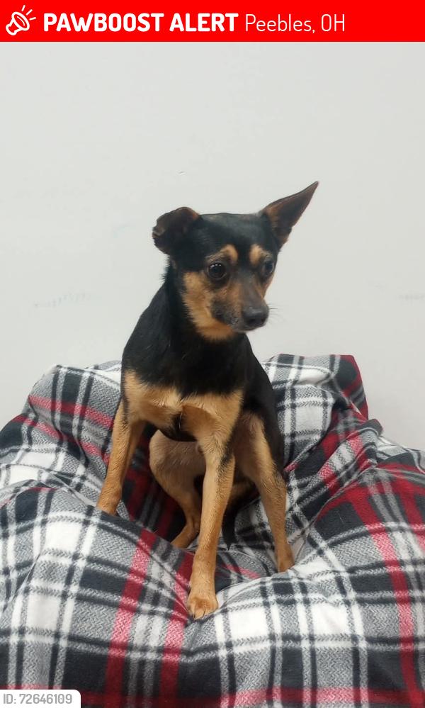 Lost Male Dog last seen 1st stop gas station, Peebles, OH 45660