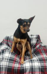 Lost Male Dog last seen 1st stop gas station, Peebles, OH 45660