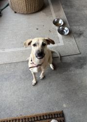 Found/Stray Female Dog last seen Curry Road at Allen Saxe Park , Arlington, TX 76001