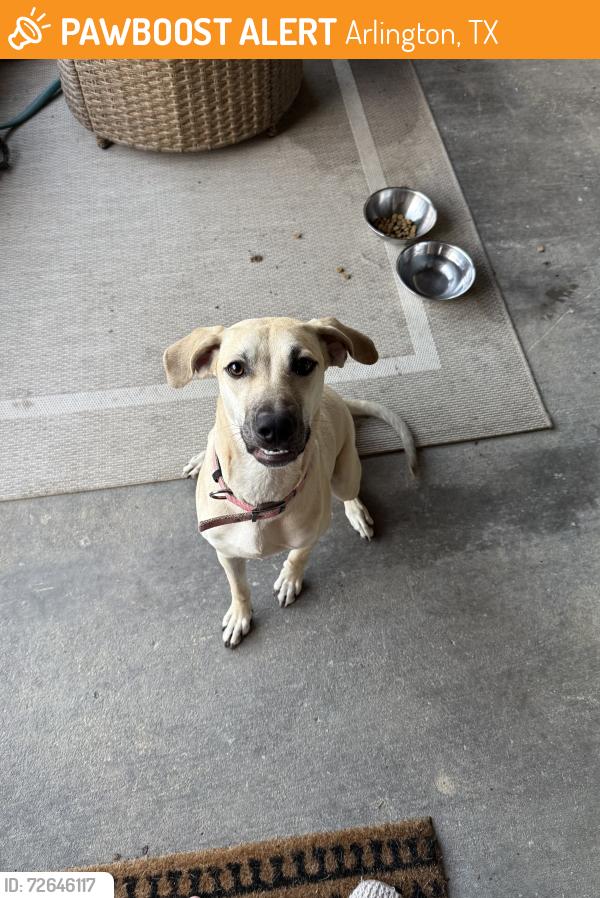 Found/Stray Female Dog last seen Curry Road at Allen Saxe Park , Arlington, TX 76001