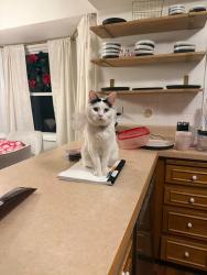Lost Male Cat last seen Near Spartan Dr Youngstown Obio, Youngstown, OH 44512