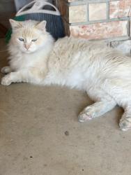 Lost Male Cat last seen Ellison. , San Antonio, TX 78245