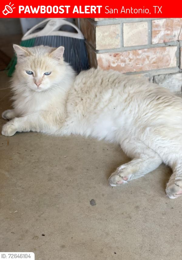 Lost Male Cat last seen Ellison. , San Antonio, TX 78245