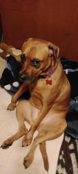 Lost Female Dog last seen 16th Ave n and 2nd st n, Nampa, ID 83687
