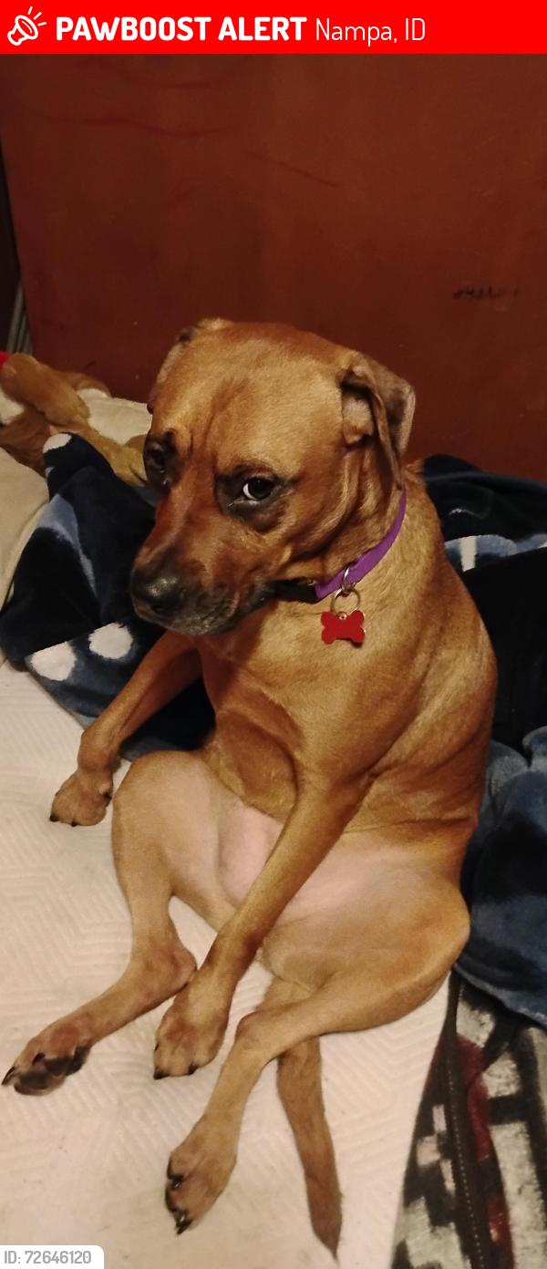 Lost Female Dog last seen 16th Ave n and 2nd st n, Nampa, ID 83687