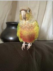 Lost Unknown Bird last seen B st, Fillmore, CA 93015