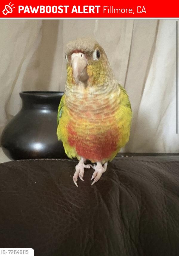 Lost Unknown Bird last seen B st, Fillmore, CA 93015