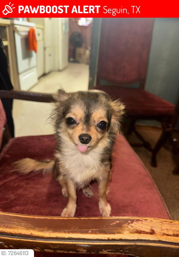 Lost Male Dog last seen Elm Grove, Seguin, TX 78155