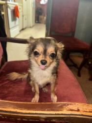 Lost Male Dog last seen Elm Grove, Seguin, TX 78155