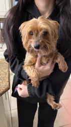 Found/Stray Female Dog last seen Highland lakes Drive, Keller, TX 76248