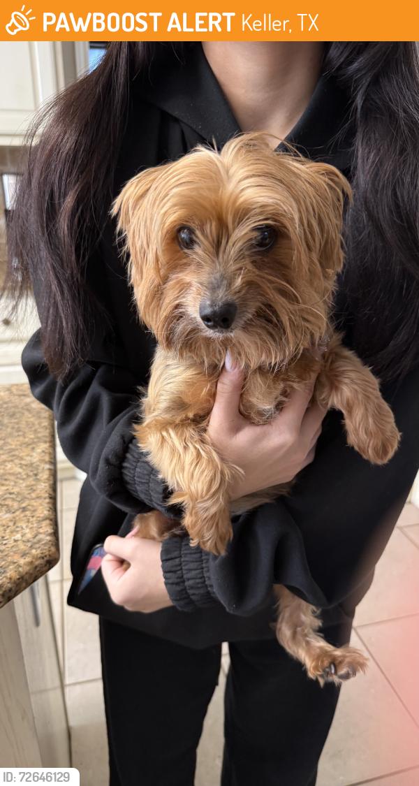 Found/Stray Female Dog last seen Highland lakes Drive, Keller, TX 76248