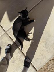 Lost Male Cat last seen Dogwood , California City, CA 93505
