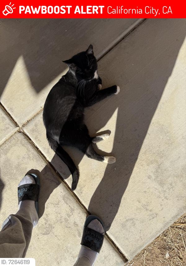 Lost Male Cat last seen Dogwood , California City, CA 93505