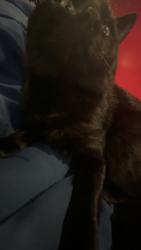 Lost Male Cat last seen Fish creek station, Calgary, AB T2Y 1V6