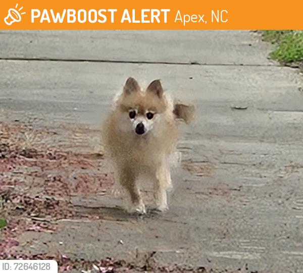 Found/Stray Unknown Dog last seen Shackleton Road in Perry Farms III, Apex, NC 27502