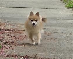 Found/Stray Unknown Dog last seen Shackleton Road in Perry Farms III, Apex, NC 27502