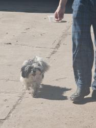 Found/Stray Unknown Dog last seen 65th and Kramera, Commerce City, CO 80022