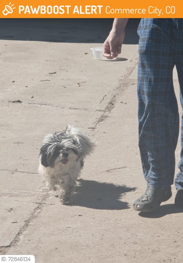 Found/Stray Unknown Dog last seen 65th and Kramera, Commerce City, CO 80022