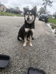 Found/Stray Female Dog last seen arbor street by red hse, Houston, TX 77004