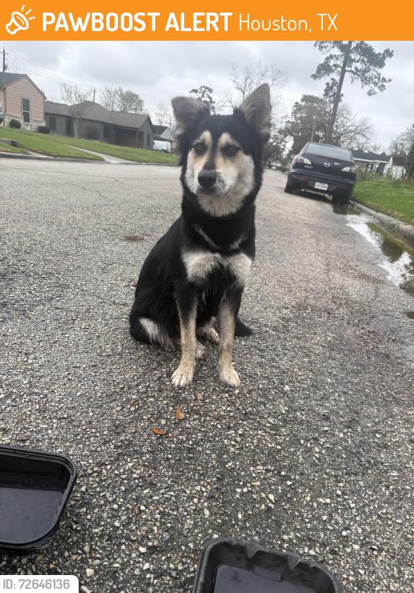 Found/Stray Female Dog last seen arbor street by red hse, Houston, TX 77004