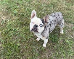 Lost Male Dog last seen Heath rd and brimhall , Rosedale, CA 93314