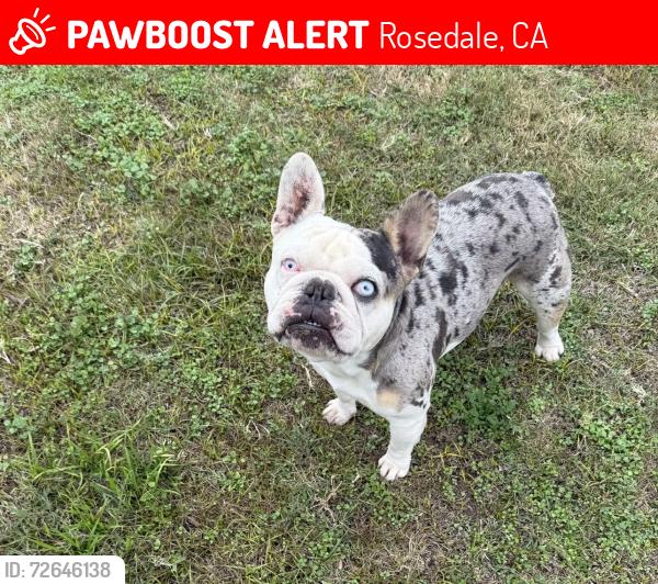 Lost Male Dog last seen Heath rd and brimhall , Rosedale, CA 93314