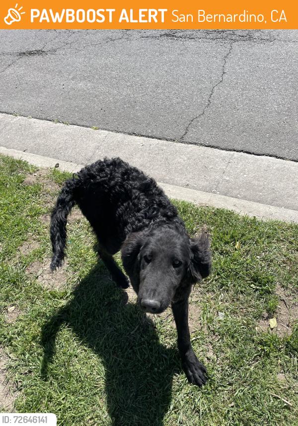 Found/Stray Male Dog last seen N Mt View and W Parkdale Dr, San Bernardino, CA 92405