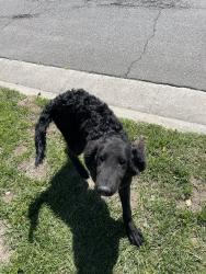 Found/Stray Male Dog last seen N Mt View and W Parkdale Dr, San Bernardino, CA 92405