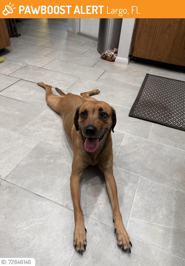Found/Stray Female Dog last seen 126th ave north largo Florida , Largo, FL 33773