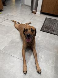 Found/Stray Female Dog last seen 126th ave north largo Florida , Largo, FL 33773