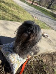 Found/Stray Female Dog last seen Jefferson Ave/McClay Rd in canton twp, Washington, PA 15301