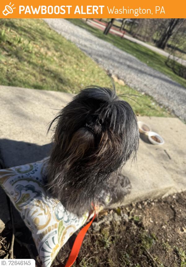 Found/Stray Female Dog last seen Jefferson Ave/McClay Rd in canton twp, Washington, PA 15301