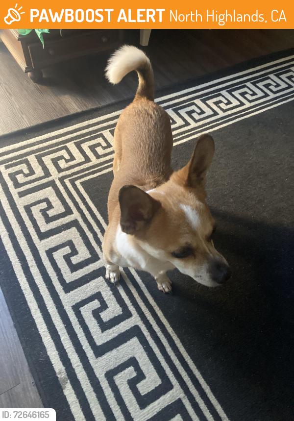 Found/Stray Male Dog last seen Freedom park, North Highlands, CA 95660