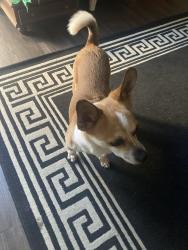Found/Stray Male Dog last seen Freedom park, North Highlands, CA 95660