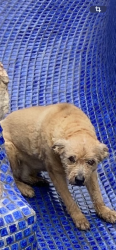 Lost Male Dog last seen Culebra, Westover hills, tezel, San Antonio, TX 78251